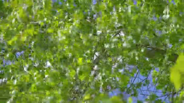 Зеленые Листья Раскачивающиеся Ветру Замедленной Съемке Кадров Секунду — стоковое видео