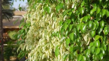 Yeşil yapraklar rüzgarda sallanıyor. 4 km yavaş çekim. 60 fp.