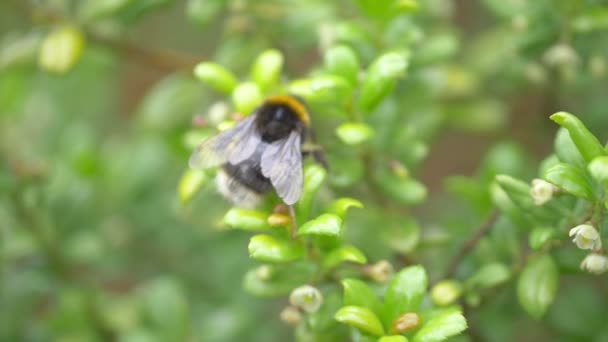 Bumblebee Recogiendo Néctar Las Flores Cámara Lenta 180Fps — Vídeos de Stock