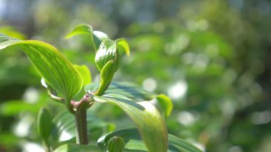 Tropikal bahçedeki bitkiler yavaş çekimde 180 fps