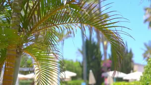 Palm Trees Background Slow Motion 60Fps — Stock Video
