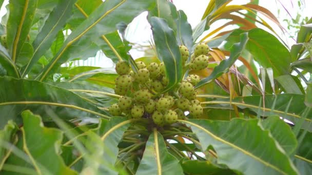 Plantas Tropicais Jardim Espanhol Câmera Lenta 60Fps — Vídeo de Stock