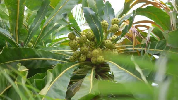 Plantele Tropicale Grădina Spaniolă Mișcare Lentă 60Fps — Videoclip de stoc
