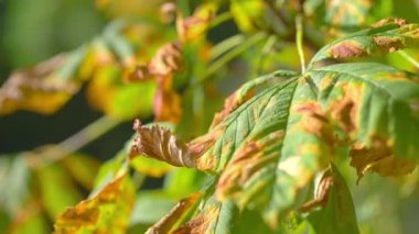 Kestane ağacı 4k yavaş çekimde ayrılıyor 60fps