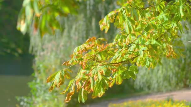 Chestnut Tree Leaves Slow Motion 60Fps — Stock Video