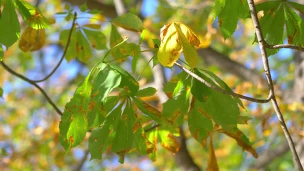 Chestnut Tree Leaves Slow Motion 60Fps — Stock Video