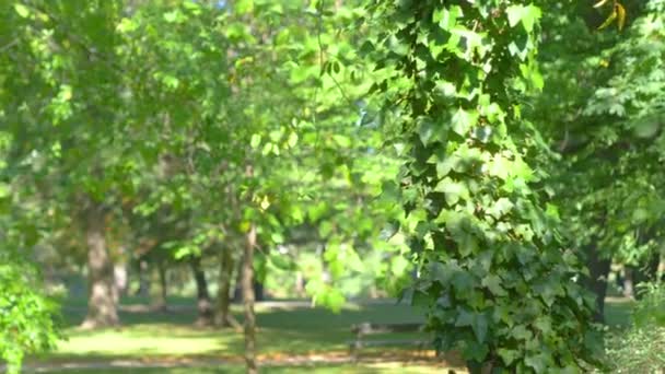 Tree Leaves Park Slow Motion 60Fps — Stock Video