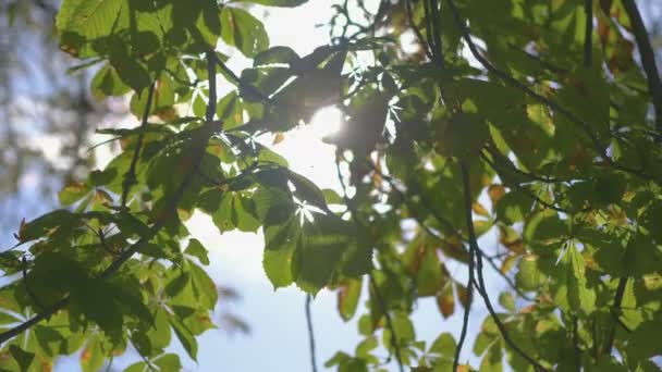 Tree Leaves Park Slow Motion 60Fps — Stock Video