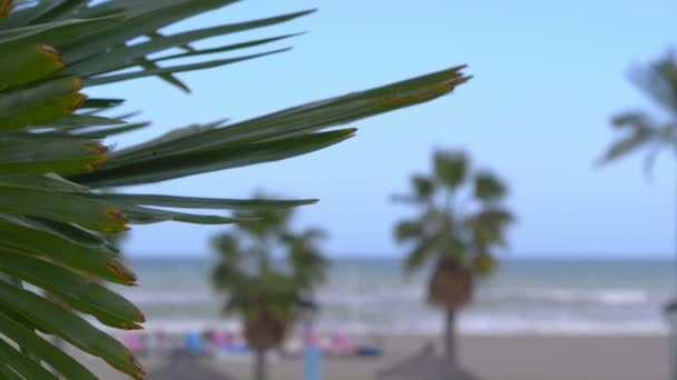 Palmbomen Het Strand Achtergrond Slow Motion 60Fps — Stockvideo