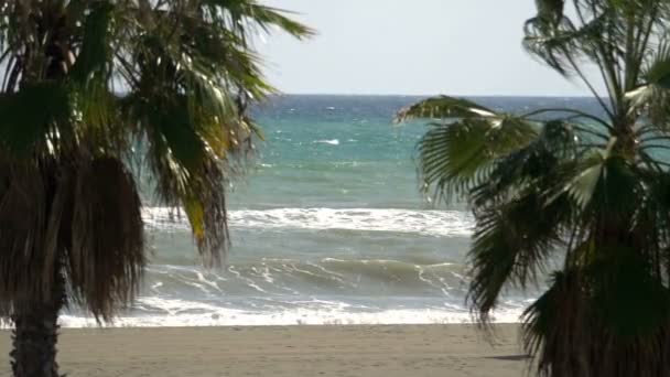 Palmy Plaży Zwolnionym Tempie 180Fps — Wideo stockowe