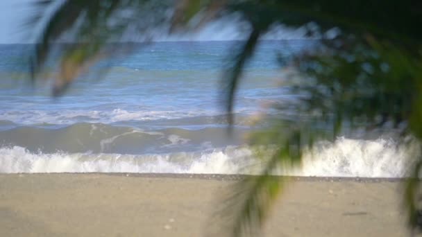 Φοίνικες Στην Παραλία Αργή Κίνηση 180Fps — Αρχείο Βίντεο