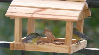 Tit bird eating food in a birdfeeder in 4k slow motion 60fps