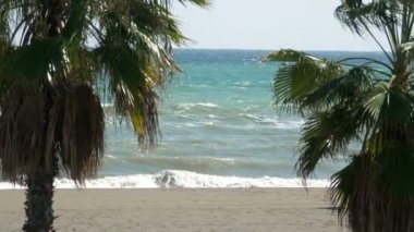 Sahilde palmiye ağaçları... 4k yavaş çekim... 60fps...