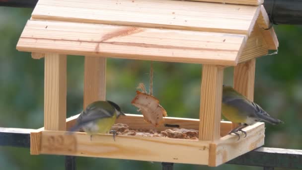 Tit Bird Eating Food Birdfeeder Slow Motion 60Fps — Vídeo de Stock