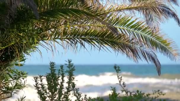 Palme Sulla Spiaggia Slow Motion 60Fps — Video Stock