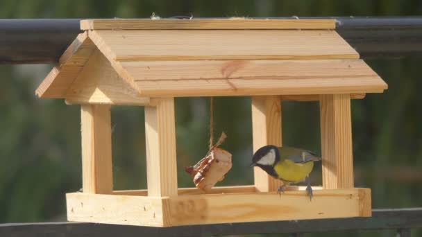 Tit Bird Eating Food Birdfeeder Slow Motion 60Fps — Video