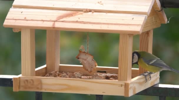 Tit Bird Eating Food Birdfeeder Slow Motion 60Fps — Wideo stockowe