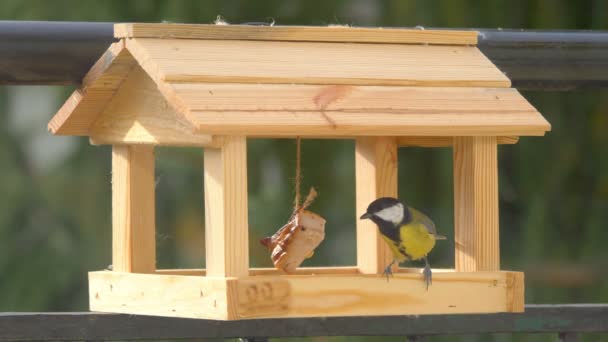 Meisen Fressen Futter Einem Vogelfutterhäuschen Zeitlupe 60Fps — Stockvideo