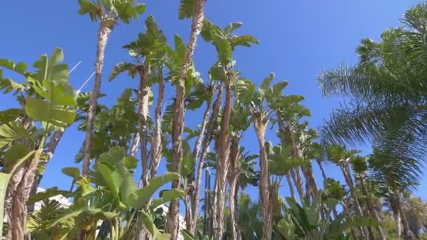Tropiska Växter Djungeln Slow Motion 60Fps — Stockvideo