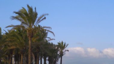 Okyanus kıyısında fırtınalı hava 4k yavaş çekim 60fps