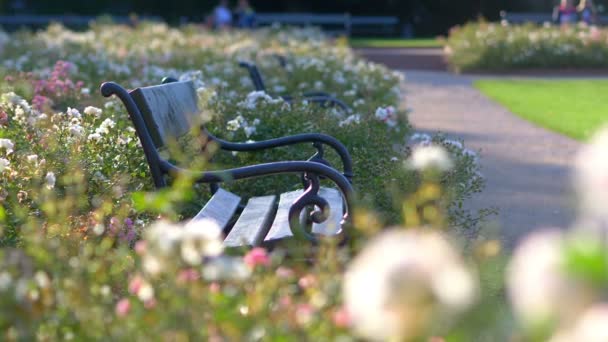 Bänk Bland Rosorna Parken Slow Motion 60Fps — Stockvideo