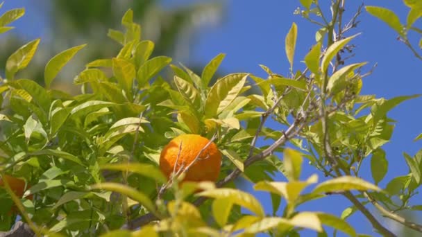 Świeże Pomarańcze Rosnące Tropikalnym Ogrodzie Zwolnionym Tempie 60Fps — Wideo stockowe