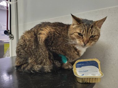 Sevilen hayvanlarla ilgilenmek: Veteriner kliniğinde yemek yemeyi reddeden bandajlı pençeli hasta kedi.