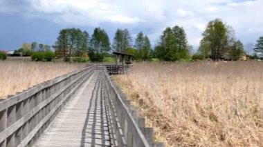 Narew Ulusal Parkı boyunca patikalar. Bulutlu bir gün.