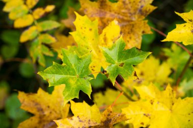 Ormandaki sonbahar yapraklarının manzarasını kapat.