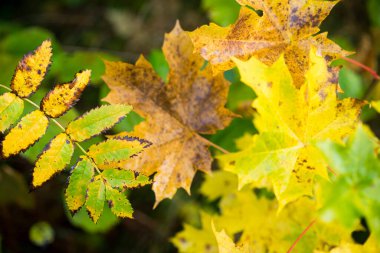 Ormandaki sonbahar yapraklarının manzarasını kapat.