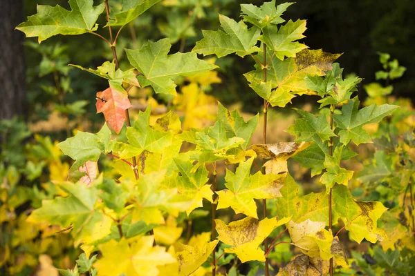 Close View Autumn Leaves Forest — Stock Photo, Image