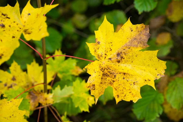 Ormandaki sonbahar yapraklarının manzarasını kapat.