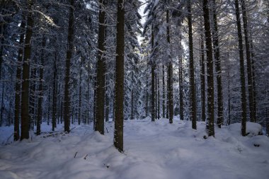 Karla kaplı ağaçlarla kaplı kış manzarası