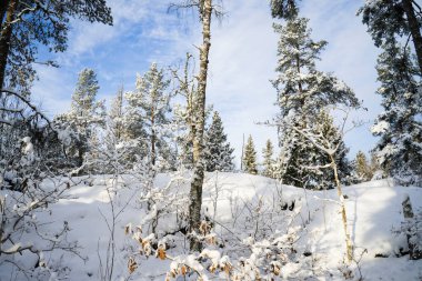 Karla kaplı ağaçlarla kaplı kış manzarası