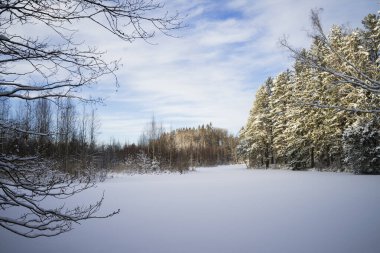 Karla kaplı ağaçlarla kaplı kış manzarası
