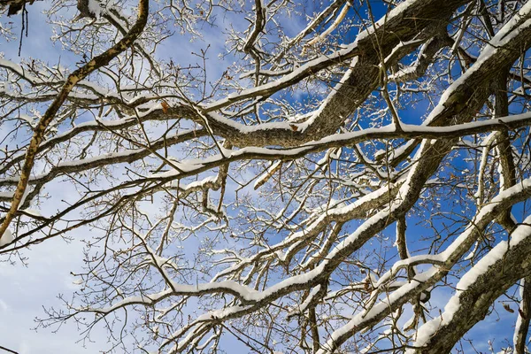 Snow Covered Tree Branches Blue Sky — Fotografia de Stock