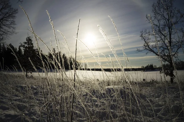 Χειμερινό Τοπίο Της Παγωμένης Λίμνης Και Χιονισμένα Δέντρα — Φωτογραφία Αρχείου