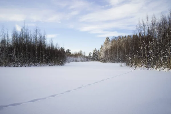 Zimowy Krajobraz Pokrytymi Śniegiem Drzewami Obrazy Stockowe bez tantiem