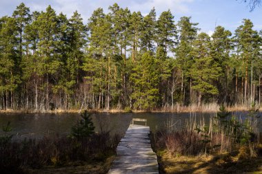 Ormandaki gölün güzel manzarası