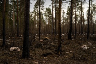  Arka planda çam ağacı olan bir orman.
