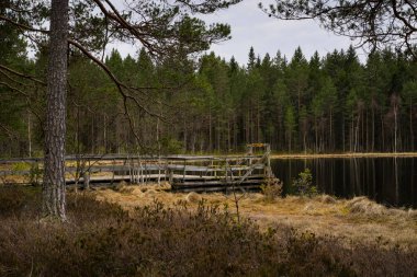 Ormandaki gölün güzel manzarası