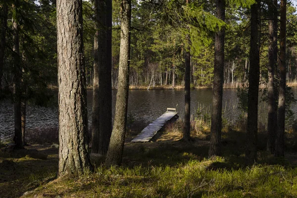 Bella Vista Sul Lago Nel Bosco — Foto Stock