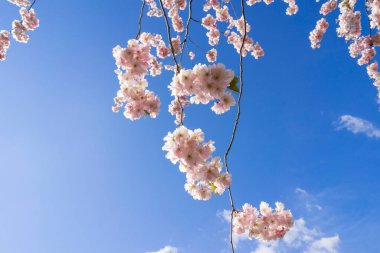 İlkbaharda açan güzel kiraz ağacı