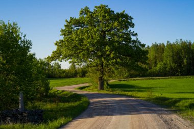Yeşil çimleri ve patikası olan güzel bir manzara.