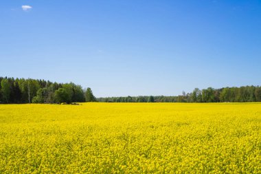 Yaz günü tarlada yetişen sarı çiçekler.