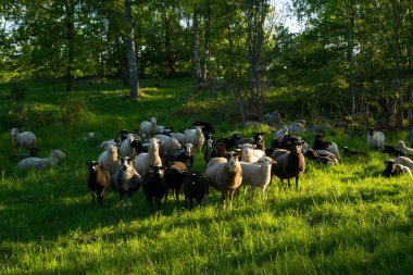 Yeşil çayırlarda otlayan koyun sürüsü