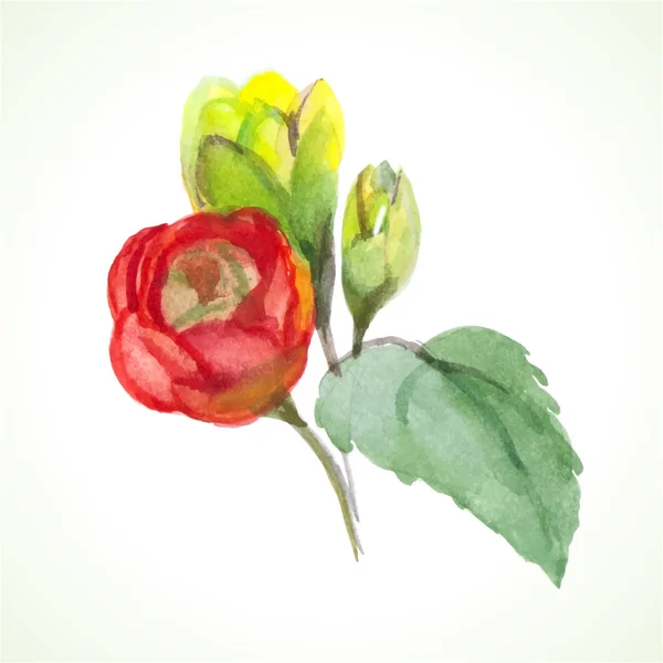 Flor de aquarela — Vetor de Stock