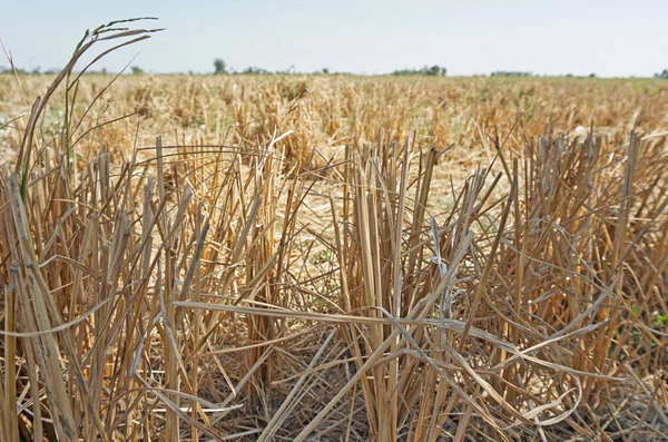 Arroz Rastrojo Seco Campo Cultivo Arroz —  Fotos de Stock