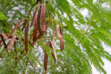 Kahverengi lucaena yeşil bir ağaçta.