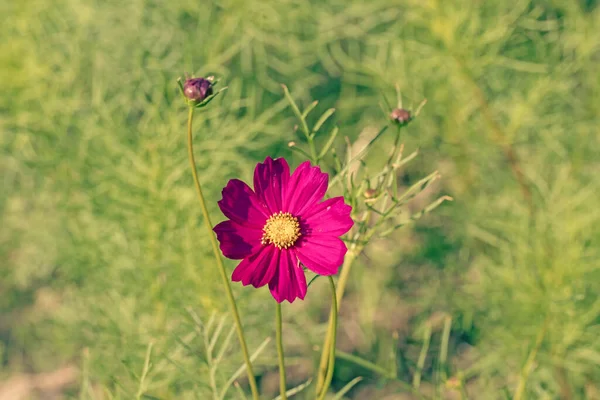 Dark Pink Flowers Green Leaf Background Outdoors Nature — Stock Photo, Image